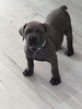 Enzo