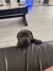 Gnani